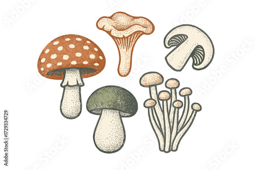 Organic collection of diverse mushroom species, including a classic red-capped toadstool, a golden chanterelle, and a cluster of delicate enoki mushrooms, all rendered with a rustic, natural