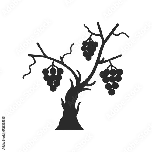 Silhouette of grapevine with bunches of grapes on branches
