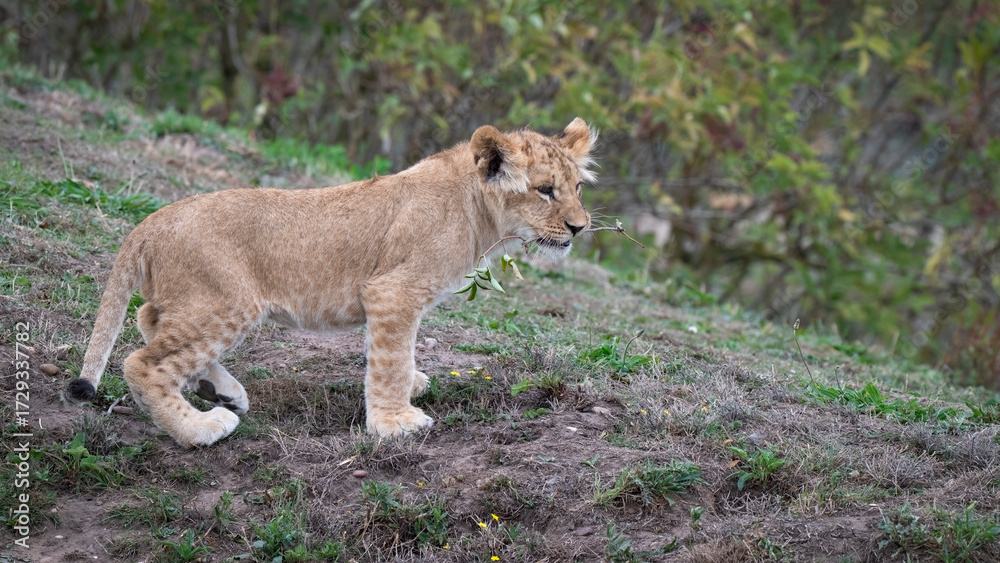 Fototapeta premium Young Lion Cub Standing on the Ground