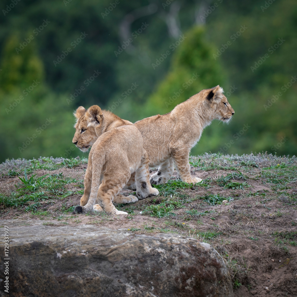 Fototapeta premium Two Lion Cubs Playing Together