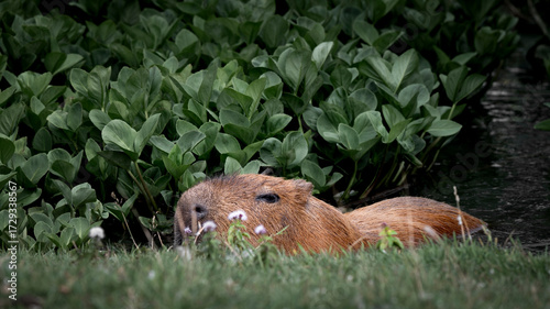 Capybara in Water Searching for Food
