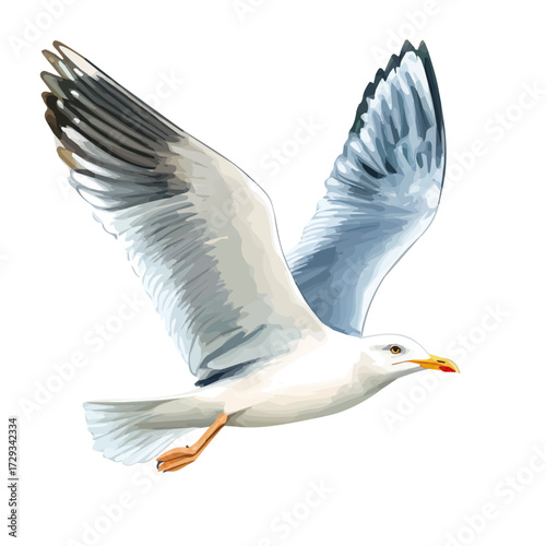 watercolor vector of Seagull, isolated on a white background.