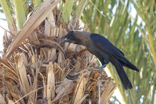 the house crow (Corvus splendens)