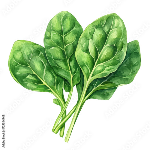 watercolor of Spinach, vector, isolated on a white background.