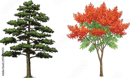 Green pine tree, flowering orange tree, botanical illustration, forest flora, deciduous and conifer trees, nature art, landscape decoration, plant species