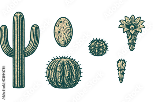 Assortment of desert cacti and succulent plants with blooming flowers and buds in a classic woodcut style