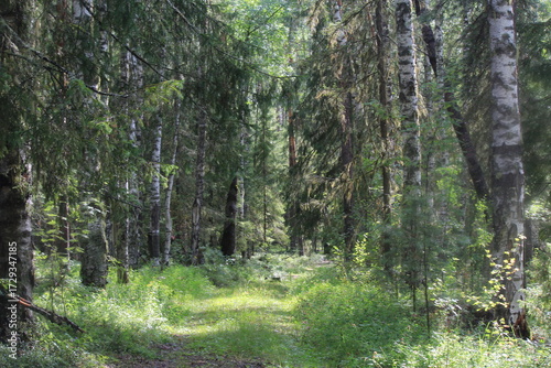 Wallpaper Mural A path in a summer forest Torontodigital.ca