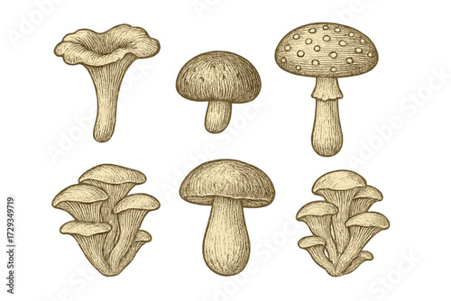 Botanical collection of diverse wild mushrooms and forest fungi depicted in a classic vintage engraved style