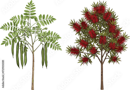 Vector illustration of green moringa tree with pods and red flowering bottlebrush tree, botanical artwork, seasonal garden design, natural landscape