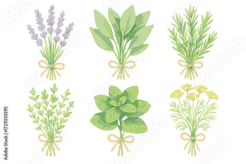 Assortment of fresh aromatic culinary herbs and medicinal plants tied in bundles for cooking and aromatherapy purposes