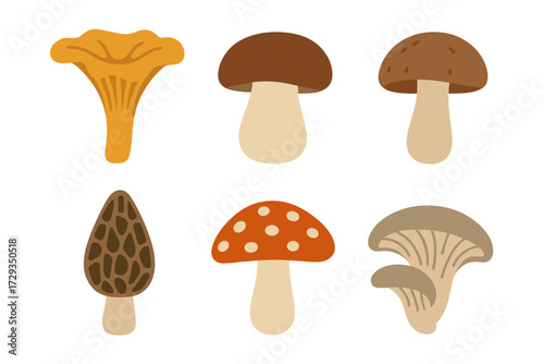 Collection of diverse wild forest mushrooms including chanterelle, porcini, morel, oyster, and fly agaric