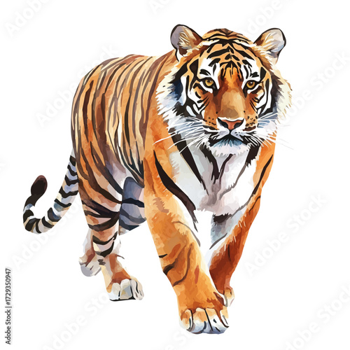 Tiger, watercolor vector, isolated on a white background.