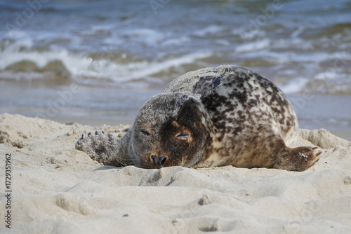 Fototapeta Naklejka Na Ścianę i Meble -  A seal lying on the beach by the Baltic Sea