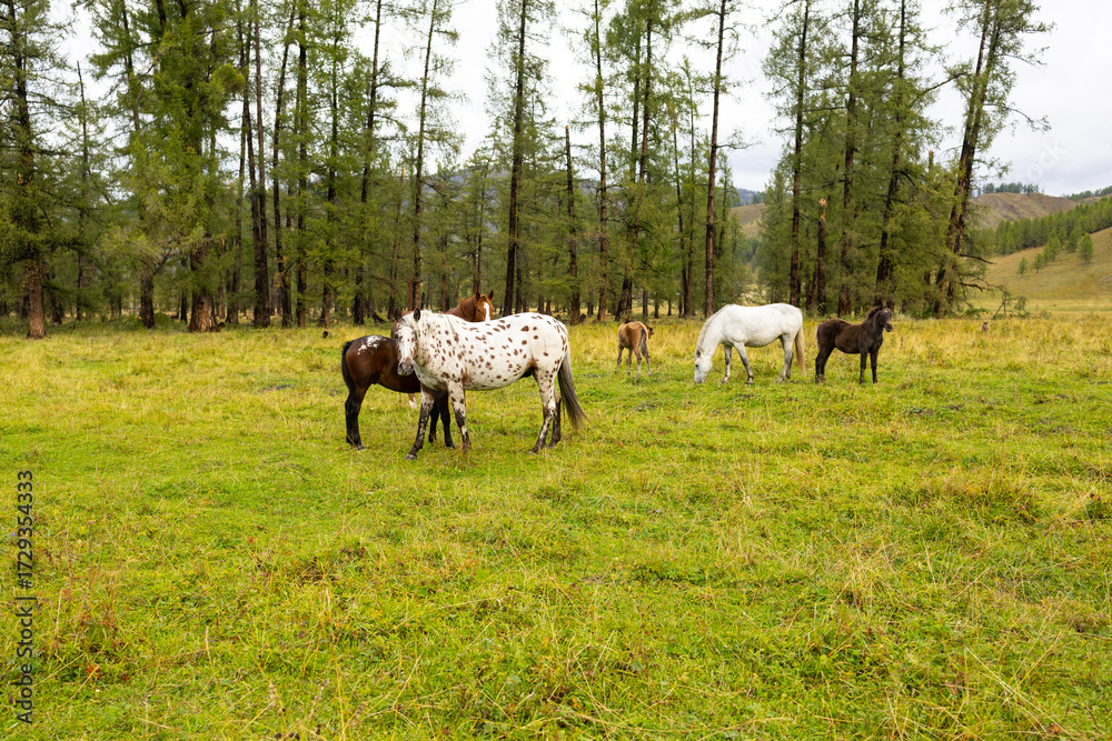 Fototapeta premium A herd of horses grazing in a green meadow against the backdrop of mountains. The scene includes several bay and black horses.