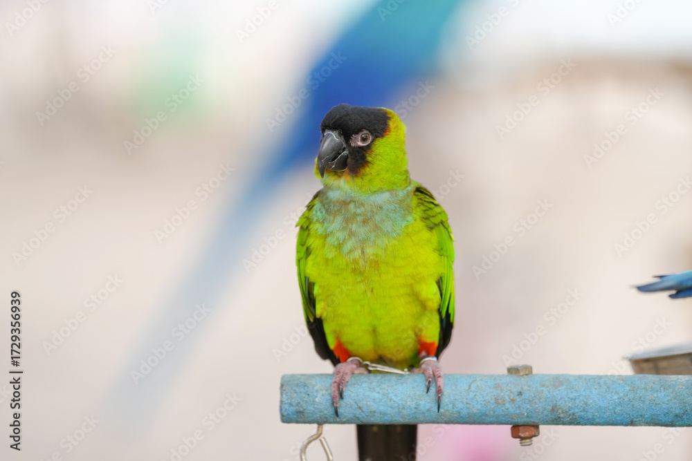 Obraz premium Aratinga nenday parrot free flying bird