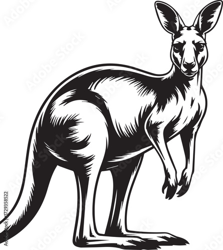 bold line art kangaroo vector illustration detailed anatomy australian marsupial black and white ai eps png