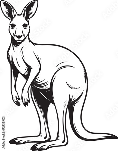 kangaroo line art vector realistic standing marsupial illustration for wildlife design