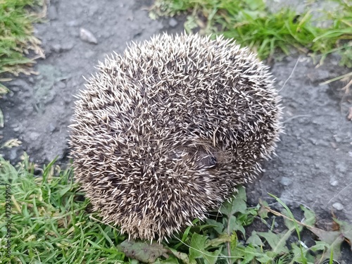 The hedgehog curled up into a ball. A prickly hedgehog.