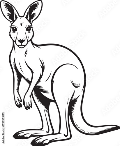 australian kangaroo black and white line drawing vector strong tail large feet pose
