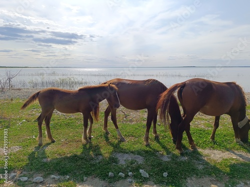 Two horses and a foal are grazing on the river bank