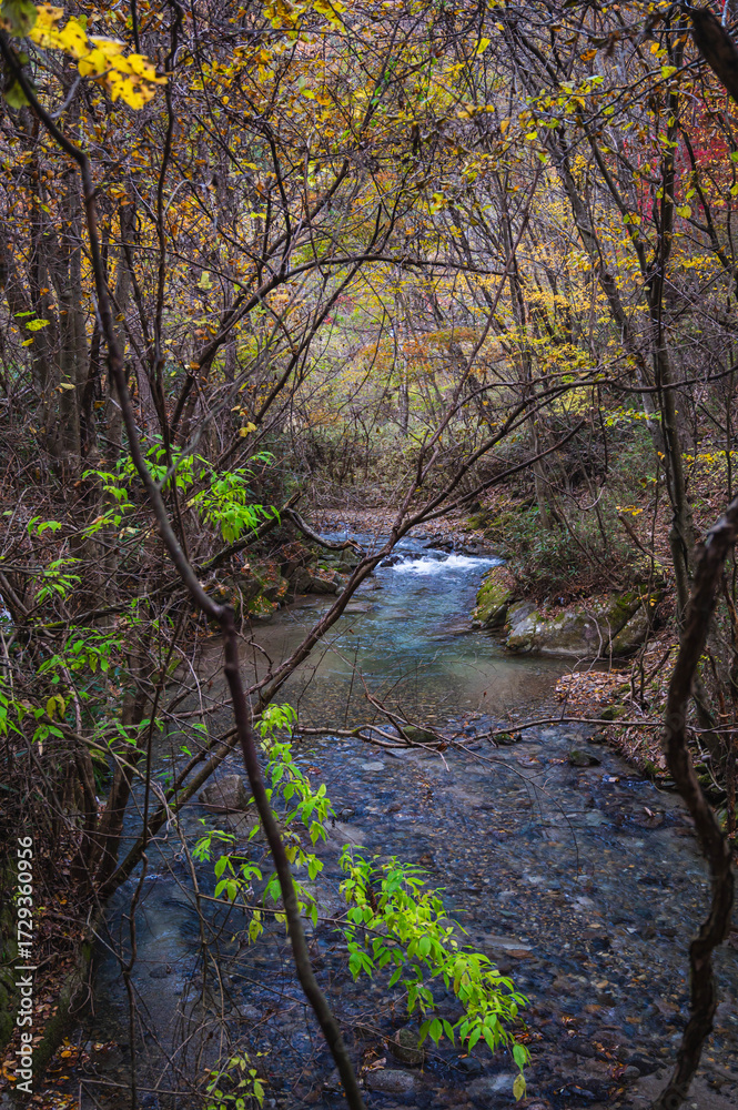 Obraz premium もみじ湖の散策