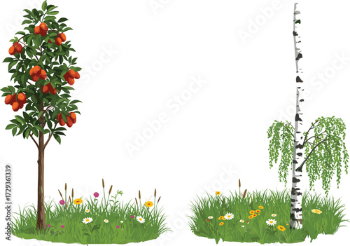 Fruit tree with orange fruits and birch tree with white bark, green foliage, wildflowers, grass, isolated botanical illustration for stock, nature