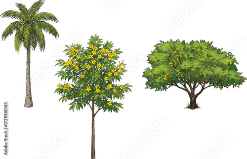 Palm tree with green fronds, flowering yellow tree, bushy tree with canopy, tropical landscape, nature diversity, ecology concept, botanical illustration design