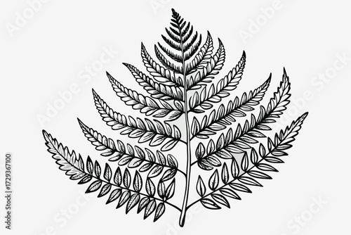 Detailed hand drawn botanical line art of a fern leaf with intricate foliage and stem