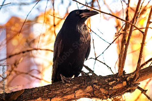 Big black raven sitting on a natural background.