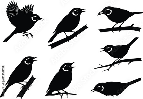 Bird silhouette vector set, perched birds, flying bird, eye ring detail, branch pose, minimal black design, wildlife clipart, nature illustration