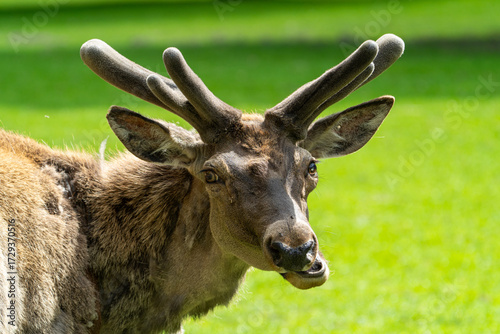 Fototapeta Naklejka Na Ścianę i Meble -  Jeleń 