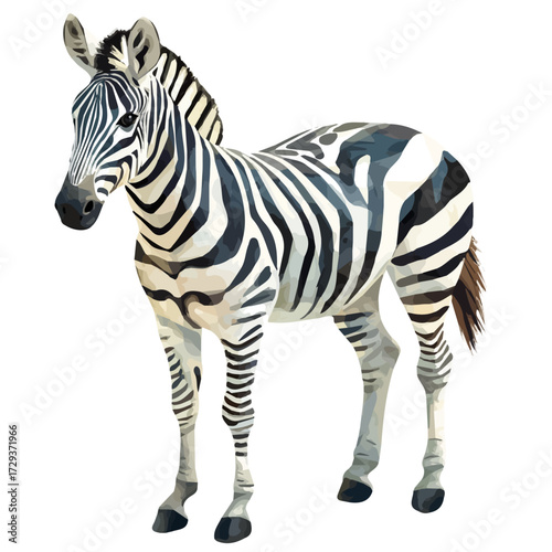 Zebra, watercolor illustration vector, isolated on a white background.