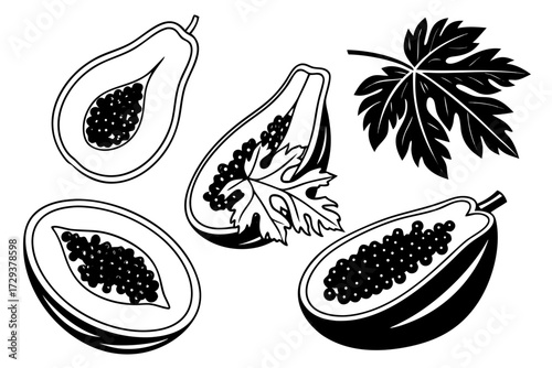 Vector papaya fruit illustration with leaf tropical food healthy diet exotic black and white line art design silhouette