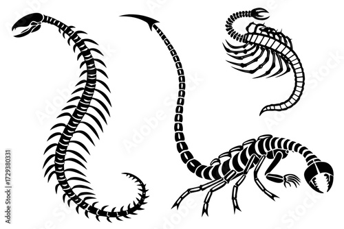Scorpion skeleton vector illustration arachnid anatomy graphic design halloween creepy insect poison danger 100 silhouette