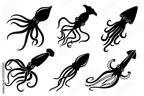 Explore diverse squid species illustrations vector graphics for marine biology and ocean life studies design silhouette