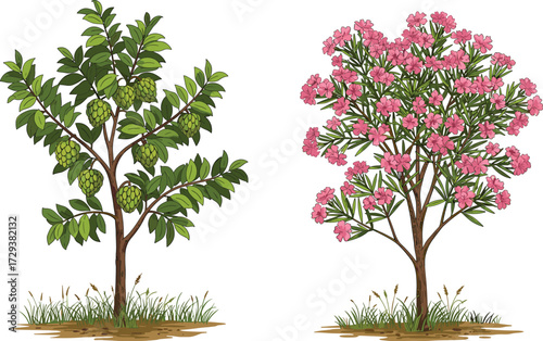 Beautiful tropical fruit tree with green custard apples and ornamental flowering tree with pink blossoms, perfect seasonal nature vector illustration artwork.