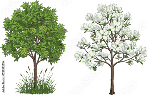 Custard Apple Fruit Tree and White Magnolia Flowering Tree Side by Side in Botanical Garden Landscape Vector Nature Illustration for Seasonal Contrast