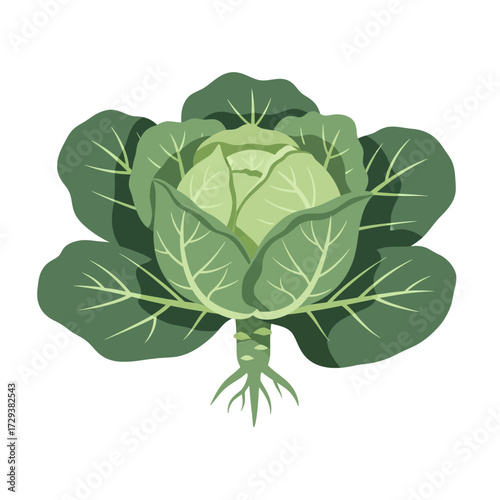 Illustration of a green cabbage with leaves and roots on a white background.