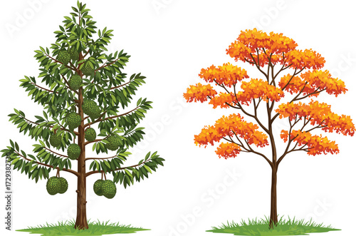Durian Fruit Tree and Autumn Foliage Tree Side by Side in Seasonal Garden Landscape, Botanical Nature Contrast Vector Illustration Design