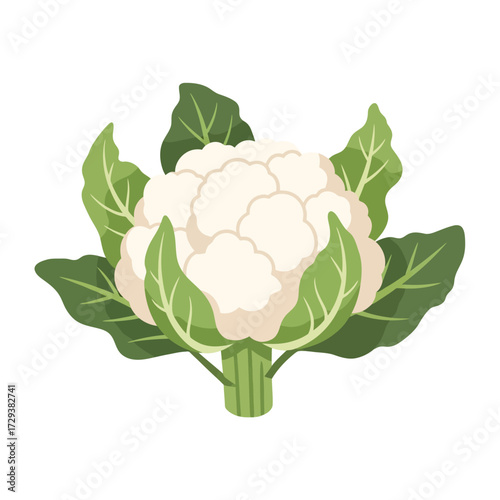 A fresh head of cauliflower with its large green leaves, depicted in a clean vector illustration style on a white background.