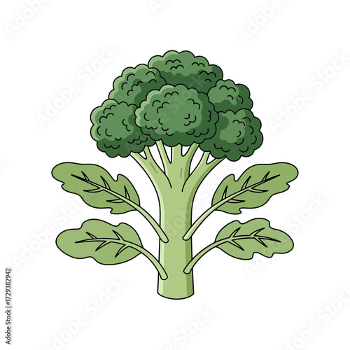 A vibrant cartoon illustration of a fresh green broccoli head with its stalk and leaves, isolated on a white background.