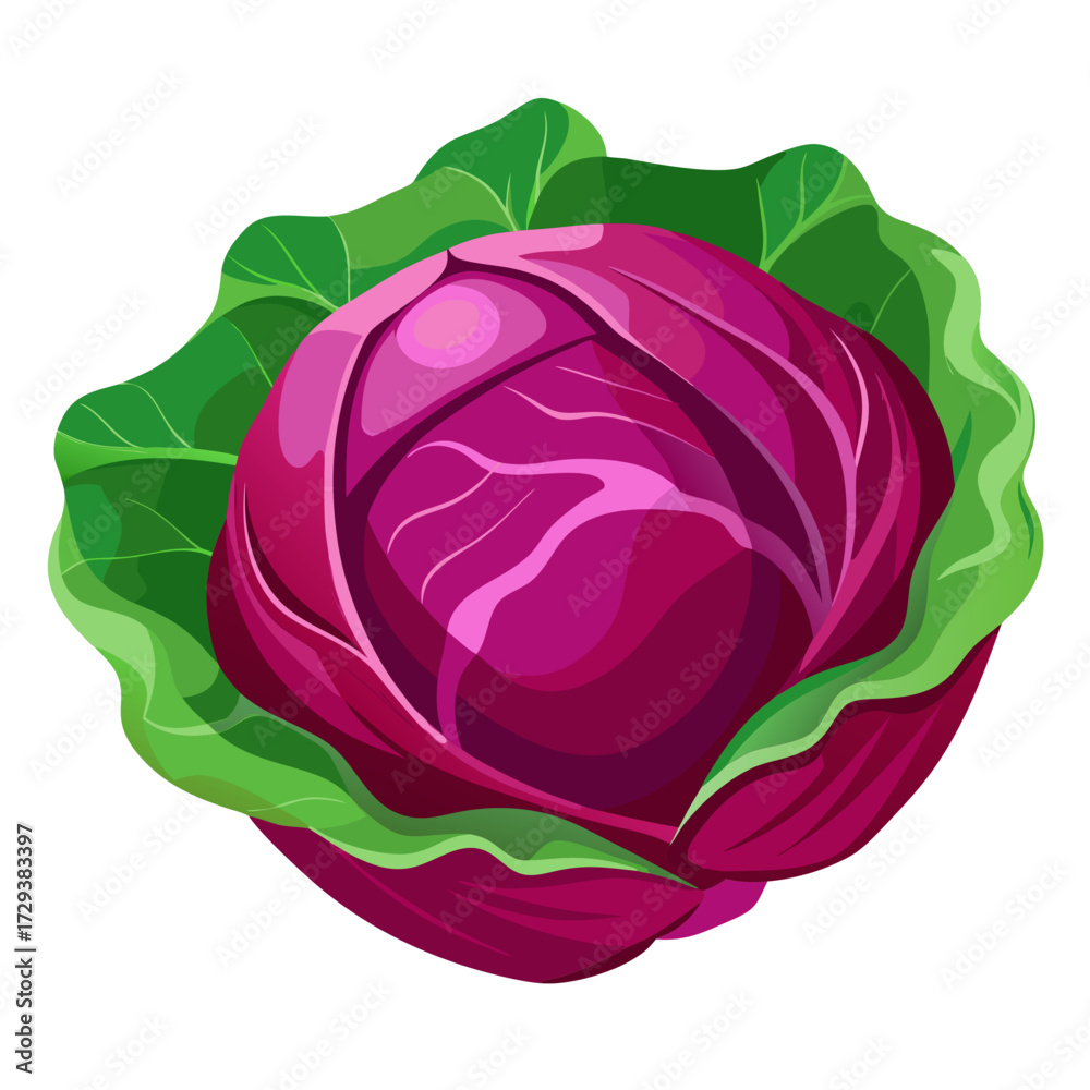 Fototapeta premium Illustration of fresh organic red cabbage head with green leaves healthy food vegetable diet 90