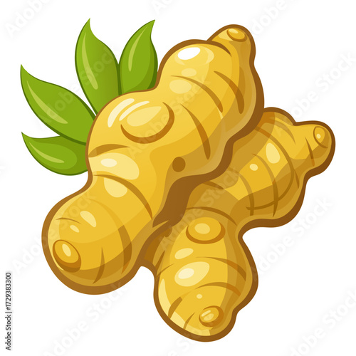 Fresh ginger root with green leaves vector illustration for healthy food and spice concept