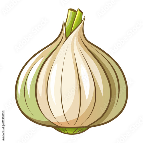 Isolated vector illustration of fresh garlic bulb for cooking and healthy eating concept