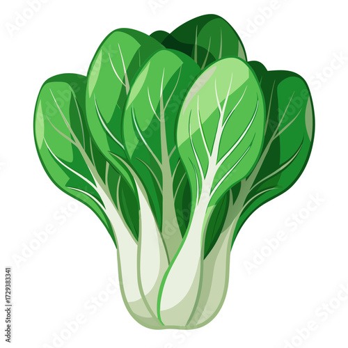 Illustration of fresh bok choy chinese cabbage vegetable healthy food cooking ingredient recipe idea