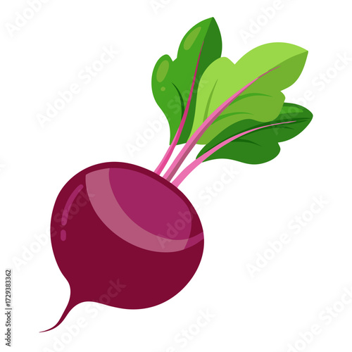 Vector illustration of fresh beetroot with green leaves healthy eating organic vegetable diet food nutrition beet