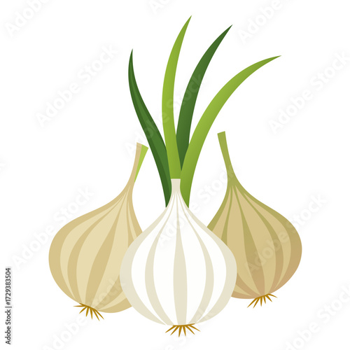 Fresh garlic bulbs with green sprouts vector illustration for healthy cooking and recipes use