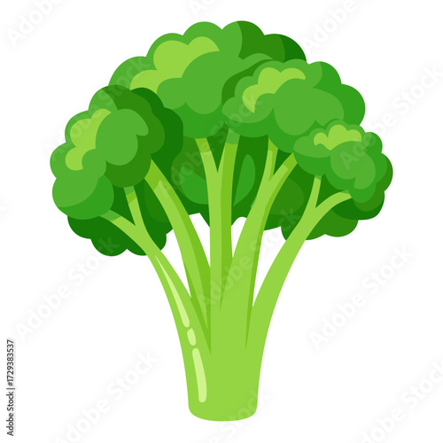 Illustration of fresh green broccoli vegetable for healthy eating and vegan lifestyle diet plan