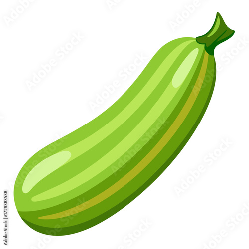 Illustration of fresh green zucchini squash vegetable for healthy eating and cooking ideas