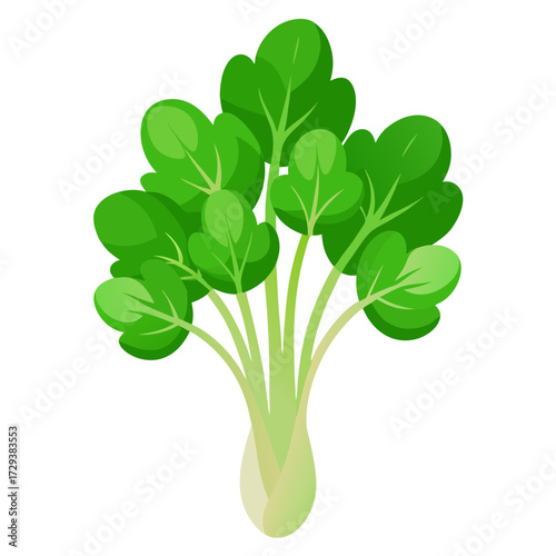 Fresh green bok choy vegetable illustration for healthy eating and asian cuisine recipes design
